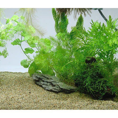 60cm水槽　照明、砂、石、木、水草、生体付きフルセット 新企画「水草が自宅に届く水槽セット！」ジェックス株式会社が自然を
