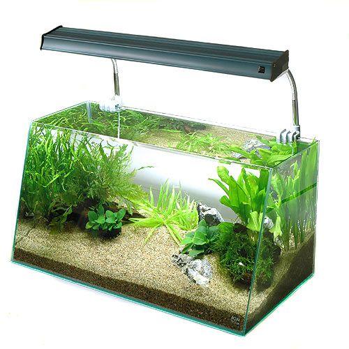 チャーム（charm） （水草）コリドラス用水草セット 60cm水槽用 風 