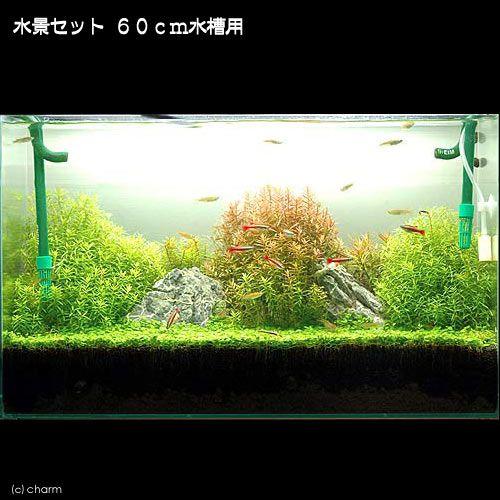 即日発送 水草 ４５ｃｍ水槽用レイアウトセット 砂漠のオアシス お一人様１点限り 本州四国限定 ペット 花 ガーデニング Diy Drmchughpsych Com