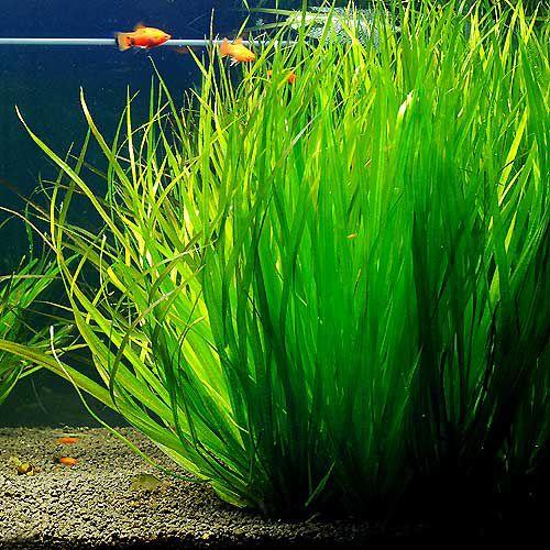 チャーム（charm） （水草）ブリクサ ロングリーフ（無農薬）（1株