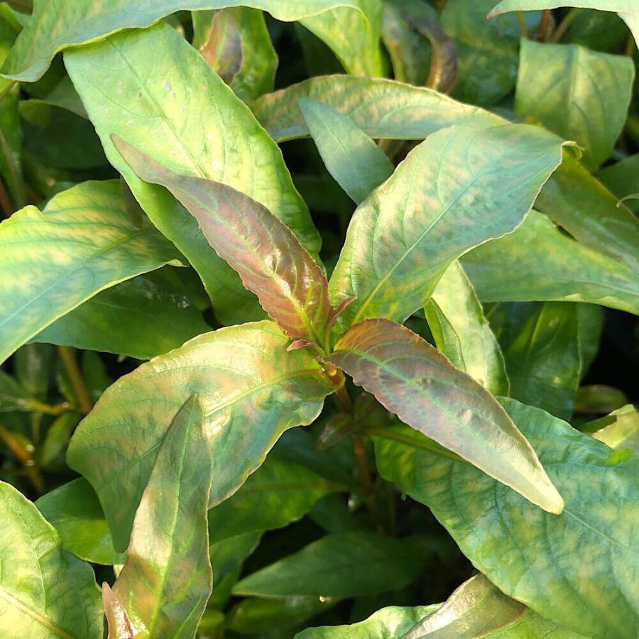 水草 ラージリーフハイグロ 超定番 水上葉 68％以上節約 無農薬 ３本