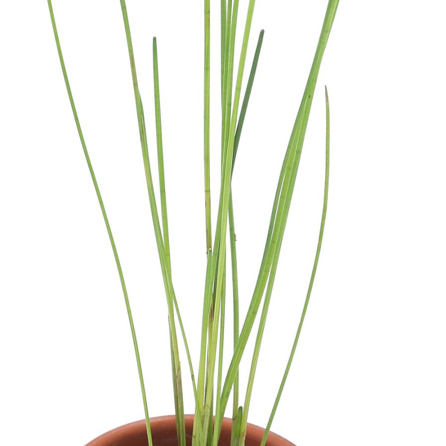 ［確認用］水生植物　苗 確認用］水生植物 苗 確認用］水生植物 苗 確認用］水生植物 苗 【公式