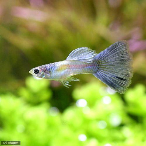 熱帯魚 プラチナロシアンパープル グッピー 国産グッピー １ペア 北海道 九州航空便要保温 チャーム Charm Paypayモール店 通販 Paypayモール