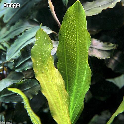 チャーム（charm） （水草）エキノドルス オシリス（水中葉）（無農薬