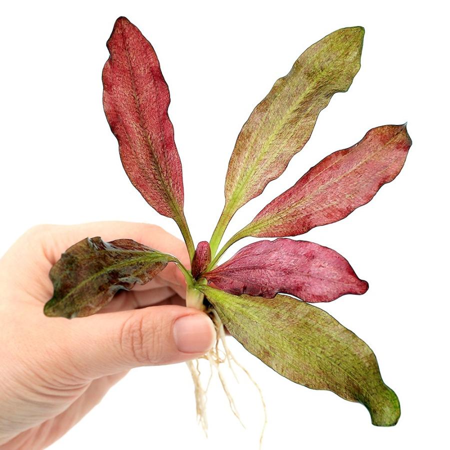 チャーム（charm） （水草）エキノドルス オゼロット（水中葉）（無