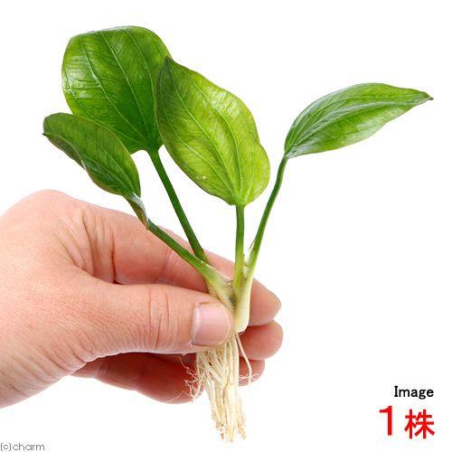 水草✴エキノドルス・オパクス2000(1株) 水草）エキノドルス オパクス ヴェルデ産（水中葉）（無農薬）（1株