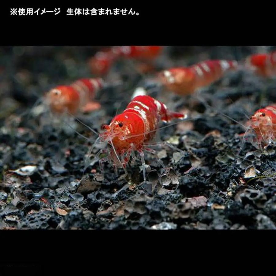 高品質 ｎｏ ３１ ｖｏｌｃａｎｏ 溶岩砂 ３リットル ３０ｃｍ水槽用 965円 Aynaelda Com