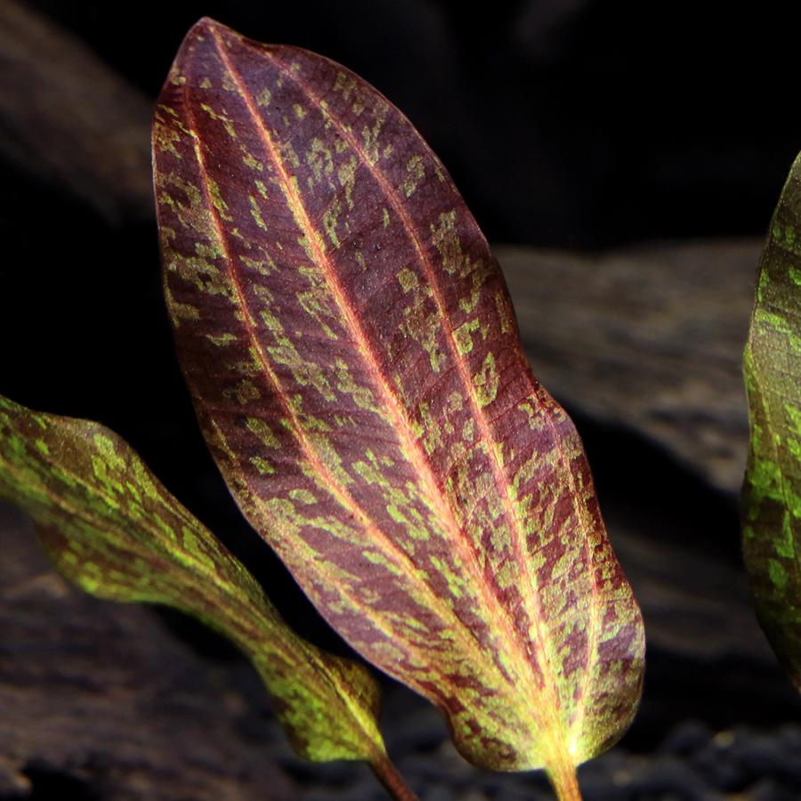 エキノドルススーパーレッド 大株 一株 エキノドルススーパーレッド 大