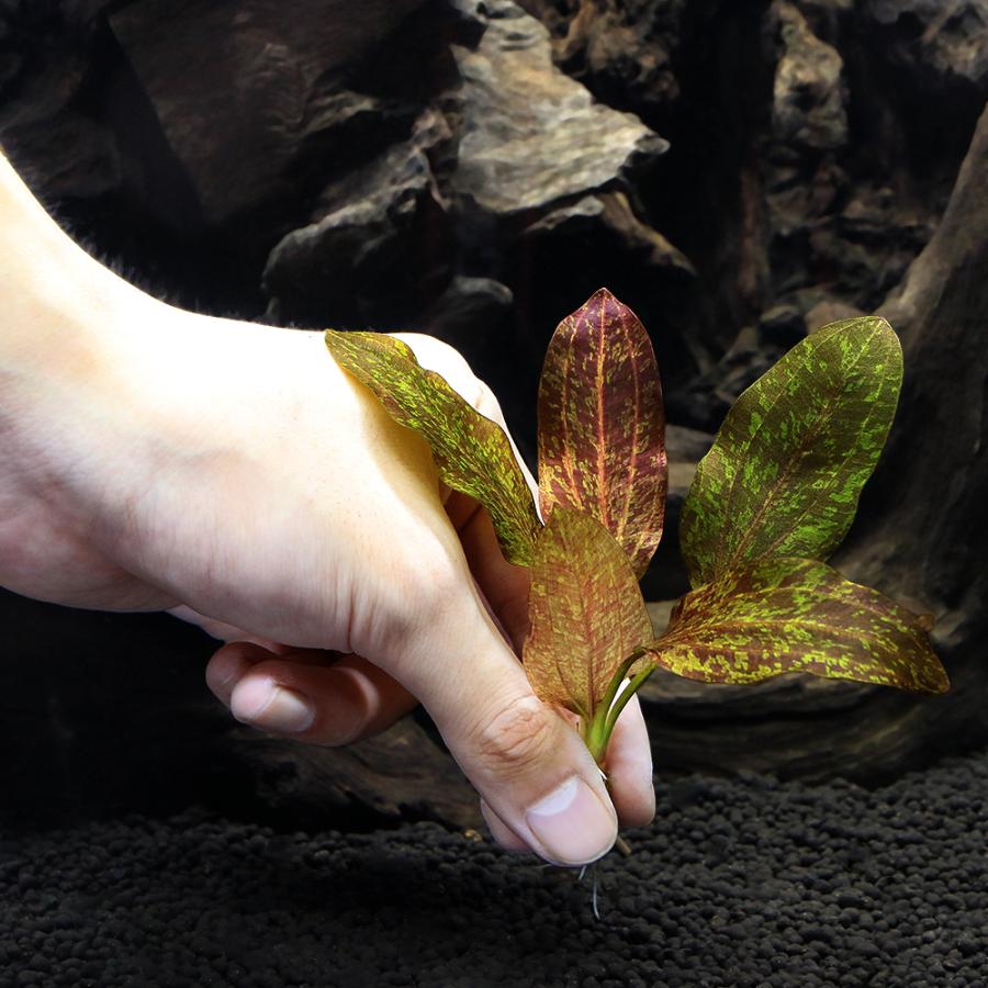 チャーム（charm） （水草）エキノドルス レッドフレーム（水中葉