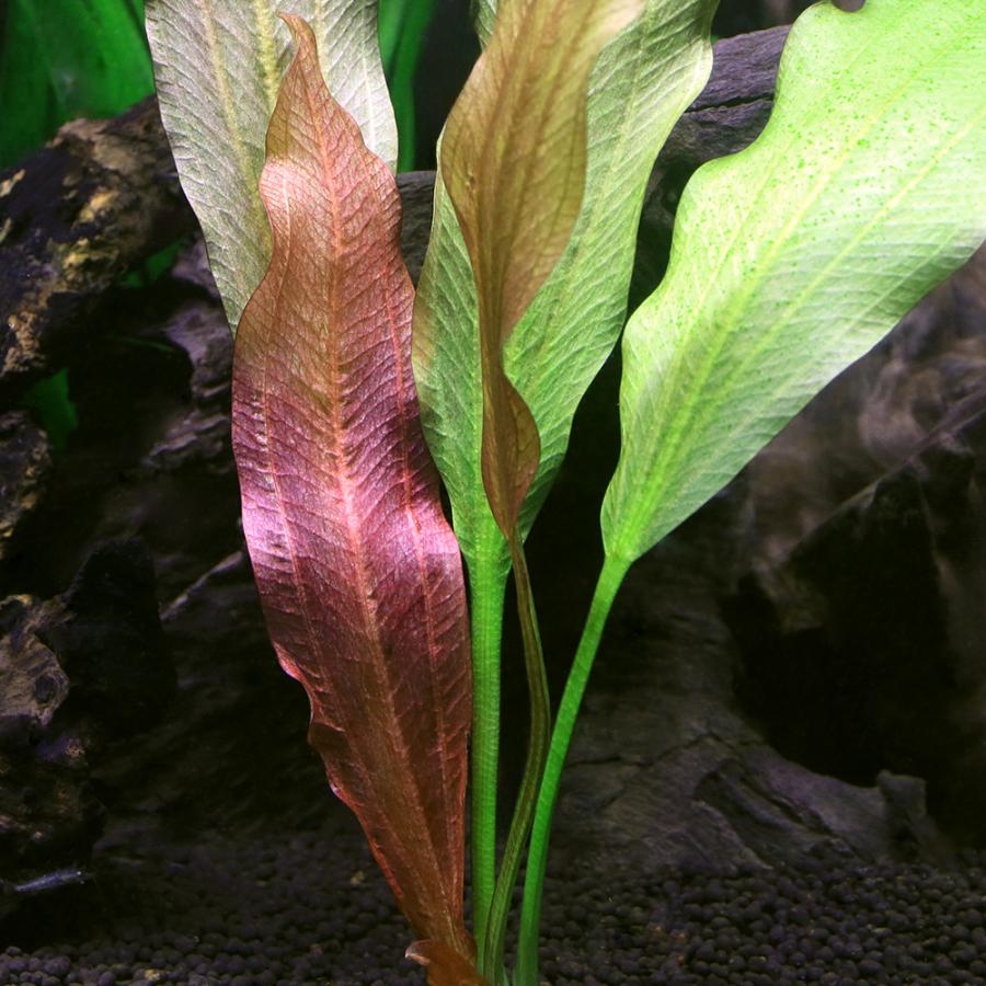 水草）エキノドルス ローズ（水中葉）（無農薬）（1株） : チャーム
