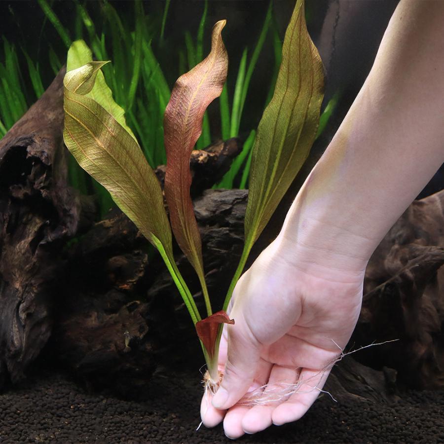 水草）エキノドルス ローズ（水中葉）（無農薬）（1株） : チャーム