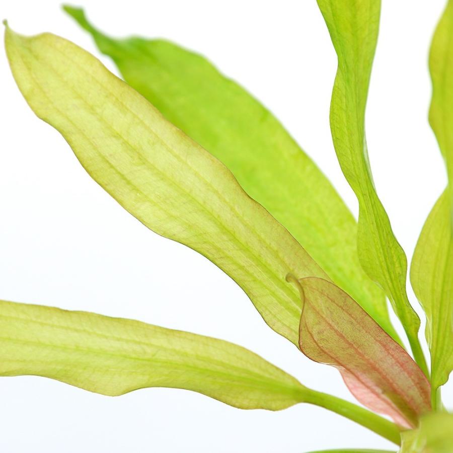 チャーム（charm） （水草）エキノドルス トリカラー（水中葉）（無