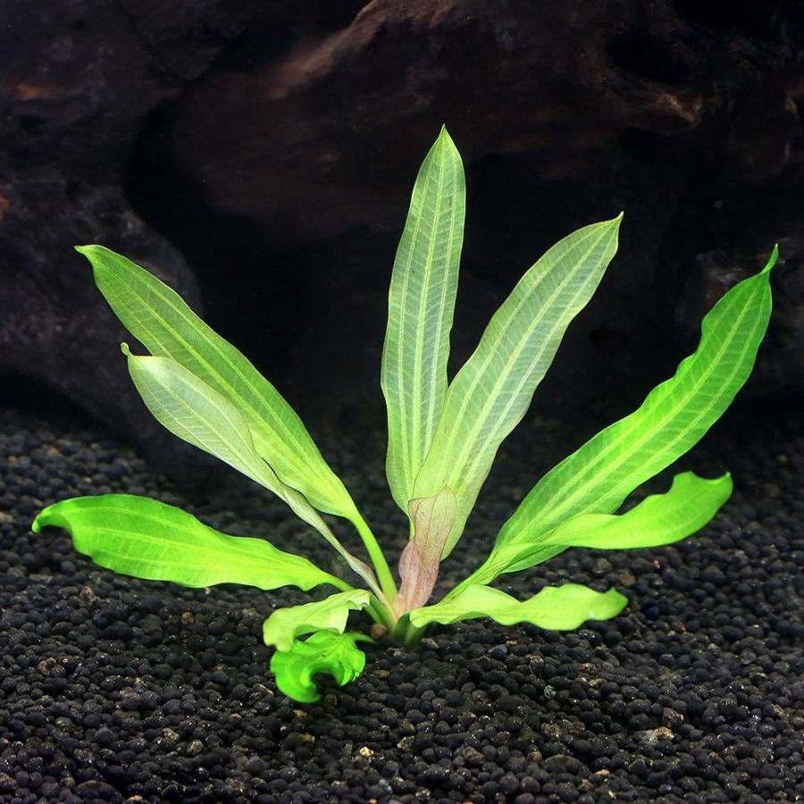 チャーム（charm） （水草）エキノドルス トリカラー（水中葉）（無
