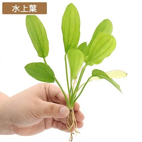 チャーム（charm） （水草）エキノドルス トリカラー（水中葉）（無