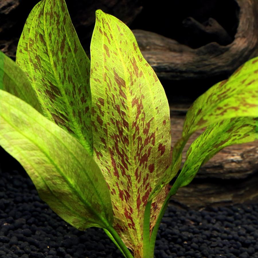 水草）エキノドルス スポテッドハービッヒ （ジャングルスター NO