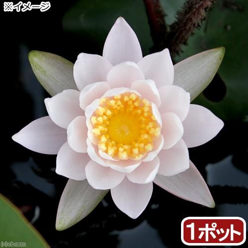 チャーム（charm） （ビオトープ）睡蓮 温帯性睡蓮（スイレン）（桃