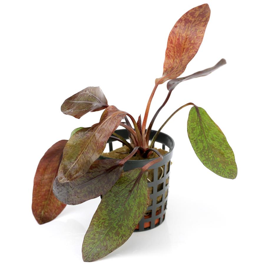 チャーム（charm） （水草）エキノドルス プルプレア（水上葉