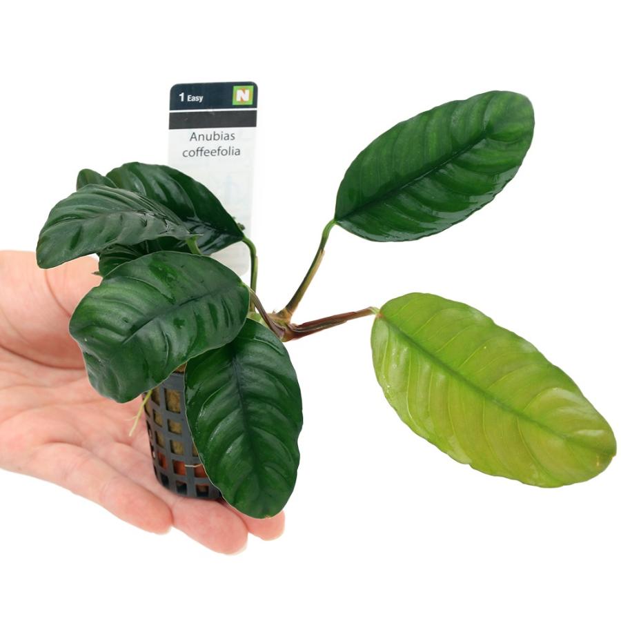 せこびち　アヌビアスコーヒーフォリア付き流木 ADAホーンウッド　2本 せこびち アヌビアスコーヒーフォリア付き流木 ADAホーンウッド