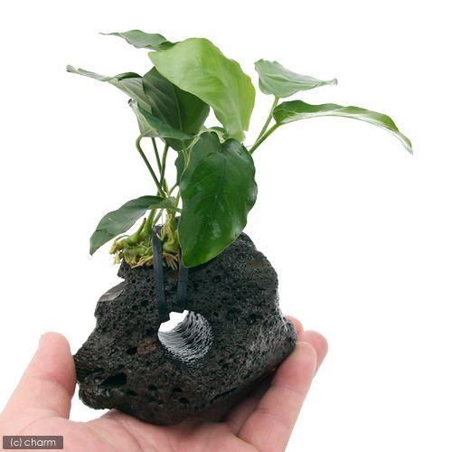 チャーム（charm） （水草）アヌビアスナナ 穴あき溶岩石（水上葉