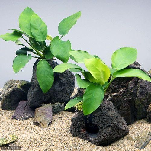チャーム（charm） （水草）アヌビアスナナ 穴あき溶岩石（水上葉