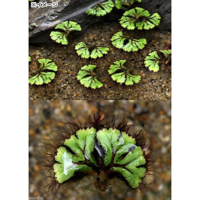 満点の (浮草)イチョウウキゴケ(無農薬)(3株) 苔玉、苔 激安! イチョウウキゴケ 30株。浮草 浮き草 水草 メダカ 金魚
