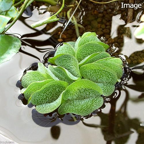 【浮草/オオサンショウモ 】 100株 チャーム（charm） （浮草）オオサンショウモ（無農薬）（5株