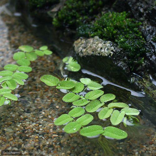 （浮草）サンショウモ（無農薬）（３株）｜chanet