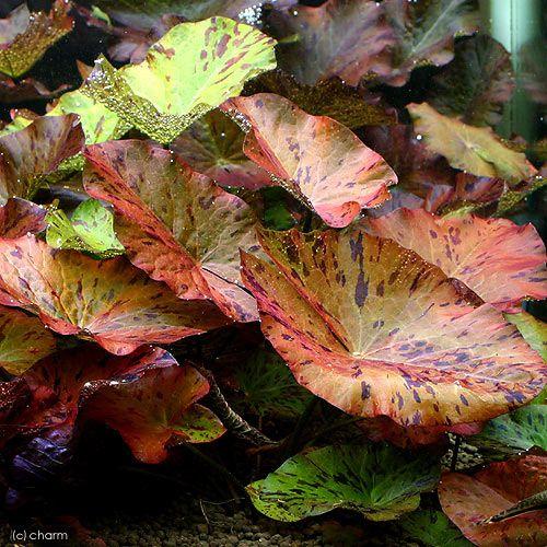 チャーム（charm） （水草）タイガーロータス レッドタイプ（水中葉
