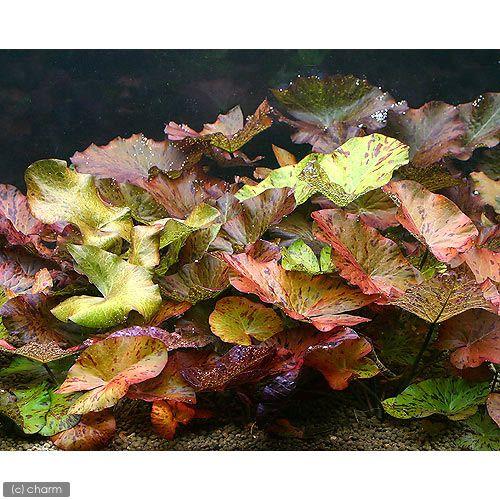 チャーム（charm） （水草）タイガーロータス レッドタイプ（水中葉