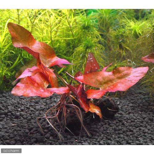 チャーム（charm） （水草）球根あり タイニムファ（無農薬）（1株