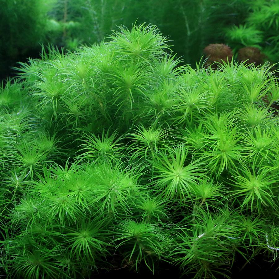 水草）トニナsp．マディラ川産（水中葉）（無農薬）（3本