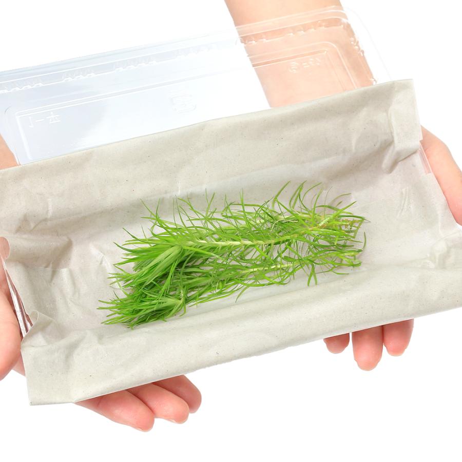 水草）トニナsp．マディラ川産（水中葉）（無農薬）（3本