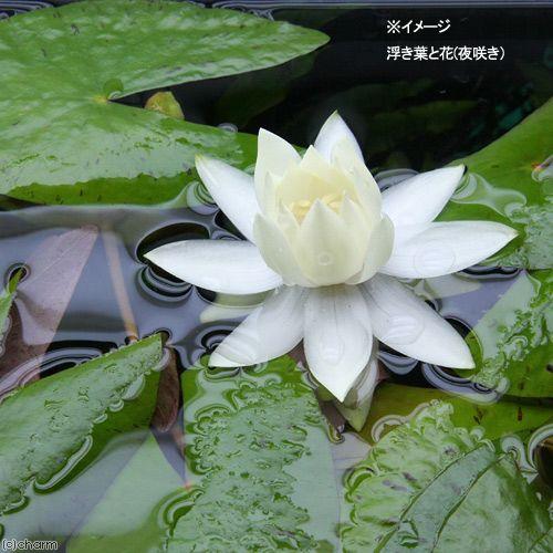 水草 サンタレン ドワーフニムファ 水中葉 無農薬 １株 北海道航空便要保温 チャーム Charm ヤフー店 通販 Yahoo ショッピング