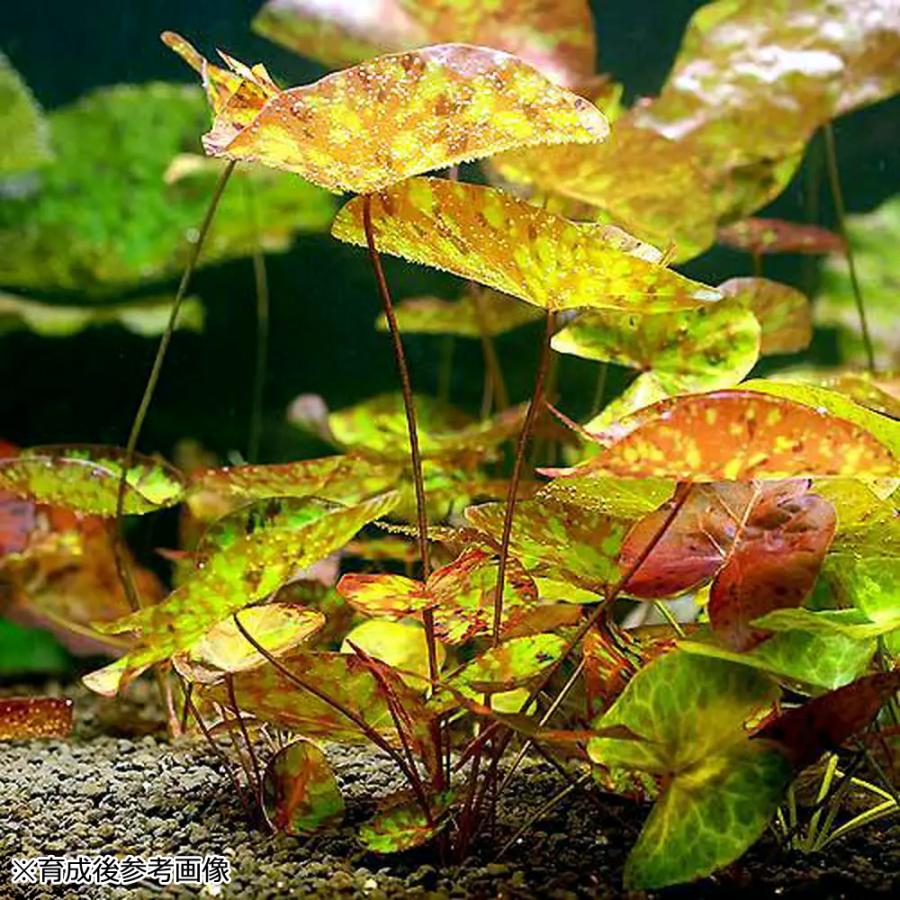 チャーム（charm） （水草）ニムファ ミクランサ（水中葉）（無農薬