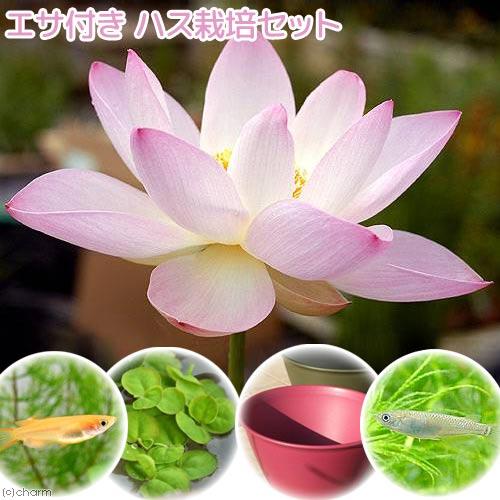 ビオトープ めだか エサ付きハス栽培セット 桃一重蓮 モモヒトエハス ライズ レッドベリー メダカ 他 本州四国限定