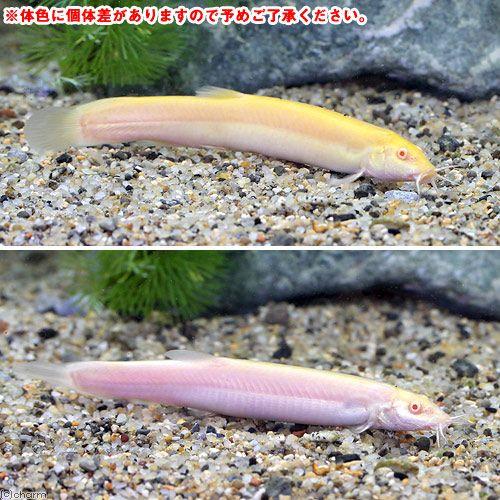 最終決算 淡水魚 アルビノヒドジョウ ｍ ｌサイズ ３匹 Riosmauricio Com