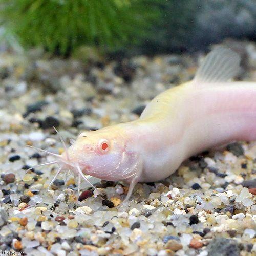 最終決算 淡水魚 アルビノヒドジョウ ｍ ｌサイズ ３匹 Riosmauricio Com