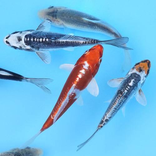 チャーム（charm） （錦鯉）錦鯉ミックス Sサイズ 8〜13cm（10
