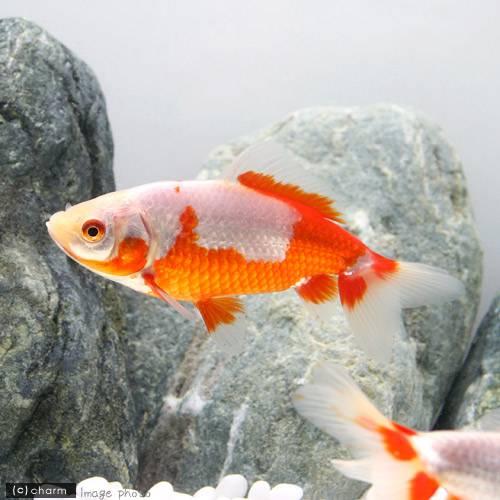 時間指定不可 国産金魚 更紗和金 三つ尾 四つ尾 ３匹 2 650円 Aynaelda Com