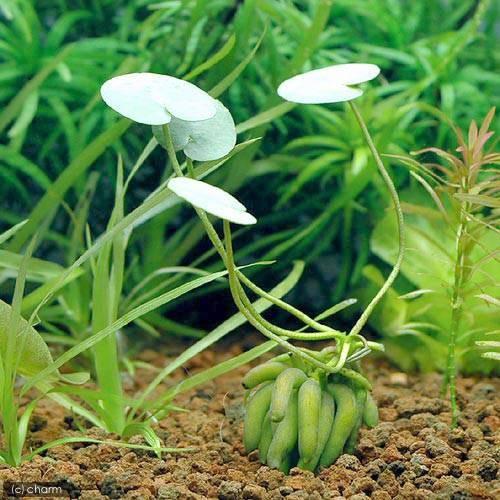 チャーム（charm） （水草）バナナプラント（水中葉）（無農薬）（1株