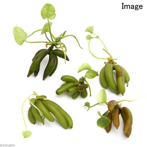 チャーム（charm） （水草）バナナプラント（水中葉）（無農薬）（1株
