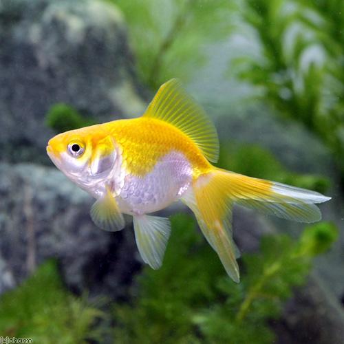 入荷未定）（国産金魚）黄金更紗琉金（1匹） : チャーム charm ヤフー