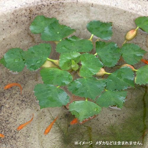 （ビオトープ）水生植物　ヒシ（３株）　浮葉植物 | チャーム（ペット）