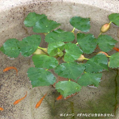 （ビオトープ）水辺植物　ヒシ（３株）　浮葉植物