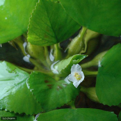 （ビオトープ）水生植物　ヒシ（３株）　浮葉植物 | チャーム（ペット） | 01