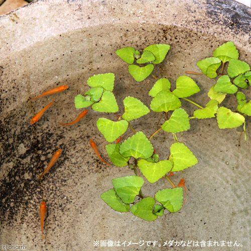（ビオトープ）水生植物　ヒシモドキ（１株）　浮葉植物　日本産水草 | チャーム（ペット） | 02