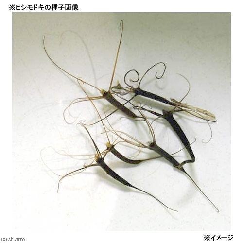 （ビオトープ）水生植物　ヒシモドキ（３株）　浮葉植物　日本産水草 | チャーム（ペット） | 01