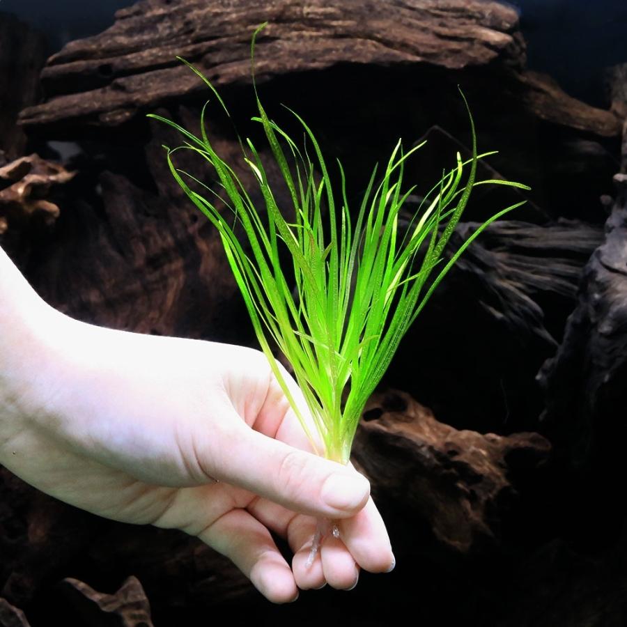 ブリクサショートリーフ　30株　水中葉　無農薬　無害虫 チャーム（charm） （水草）ブリクサ ショートリーフ（無農薬）（4株