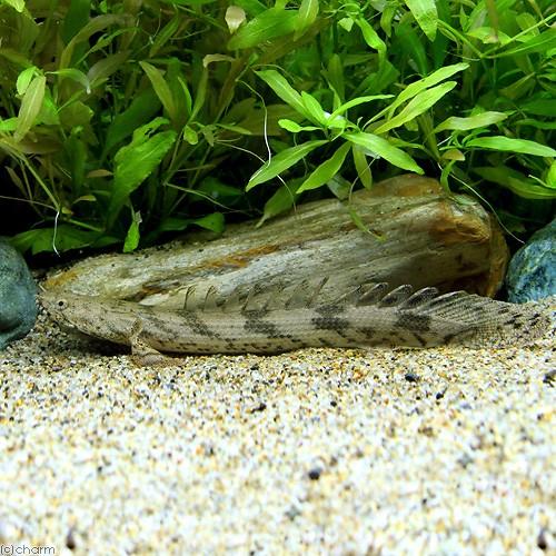 熱帯魚）ポリプテルス・エンドリケリー・エンドリケリー ギニア産 20