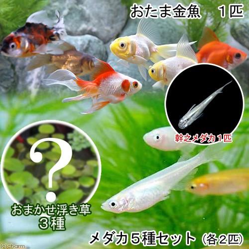 めだか 水草 水辺のなかよしセット メダカ５種とおたま金魚 浮き草 幹之メダカ付き 北海道 九州航空便要保温 チャーム Charm Paypayモール店 通販 Paypayモール